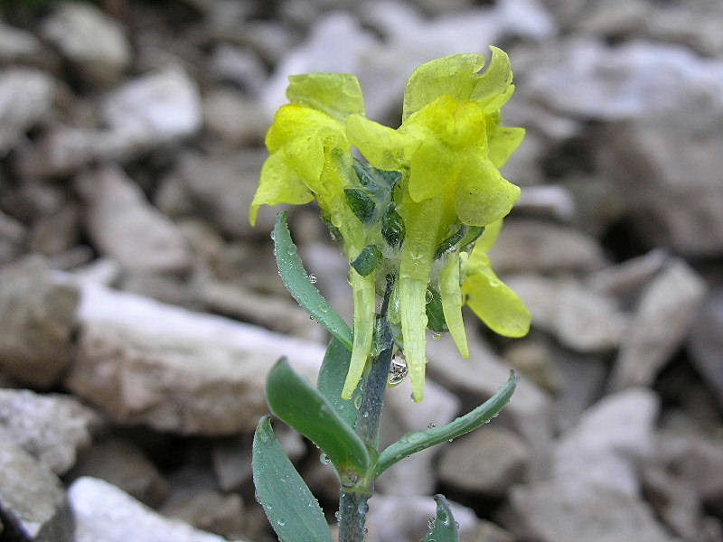 Linaria tonzigii / Linaria di Tonzig